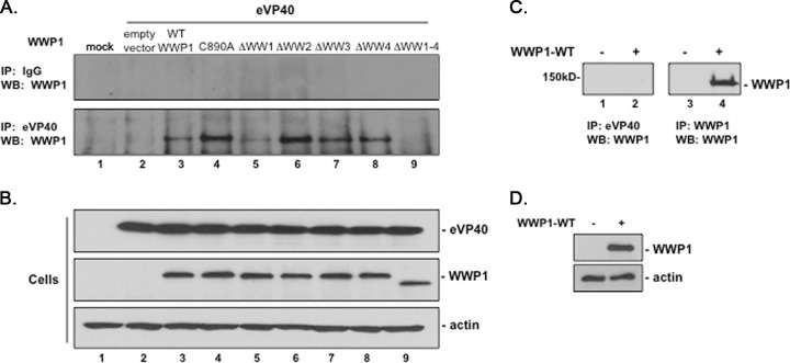 FIG 2