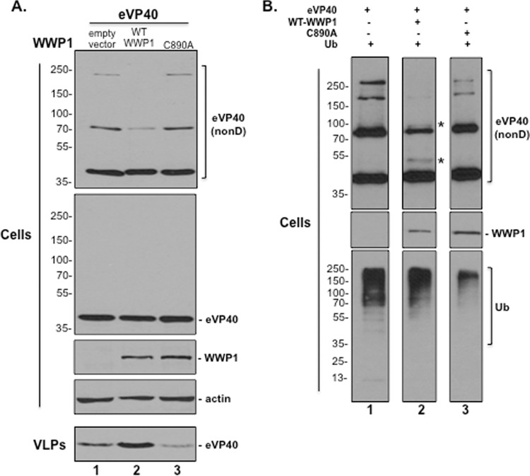 FIG 6