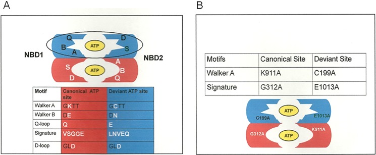 FIGURE 1.