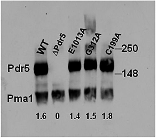 FIGURE 2.