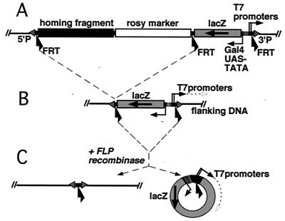 FIG. 1