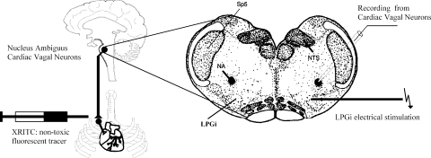 Fig. 1.