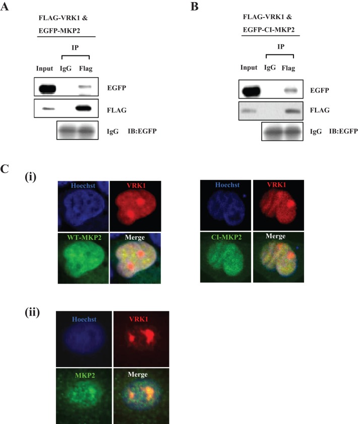 FIGURE 5: