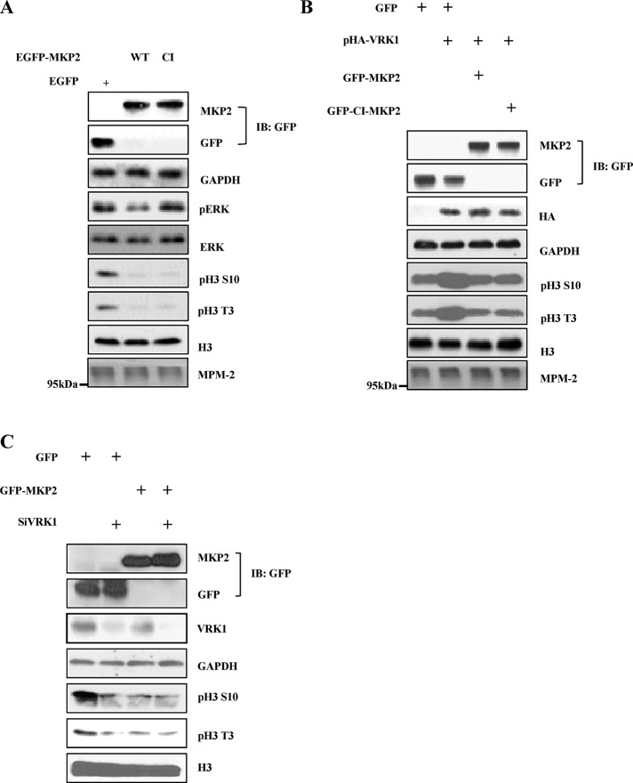 FIGURE 3: