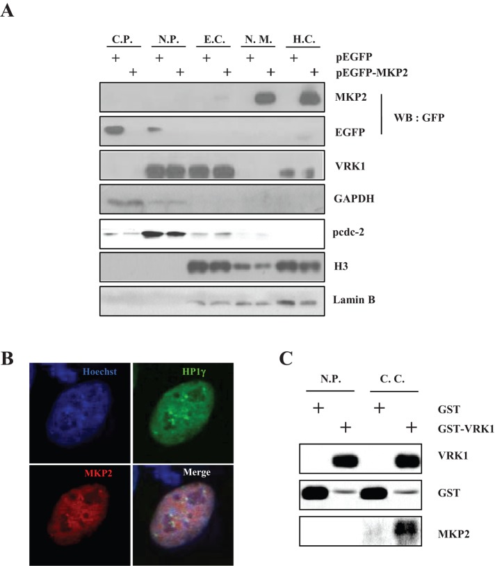 FIGURE 6: