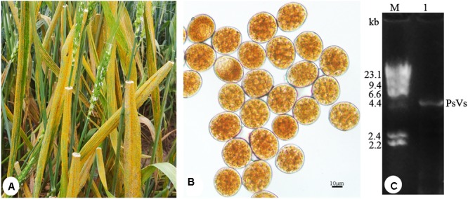 FIGURE 1