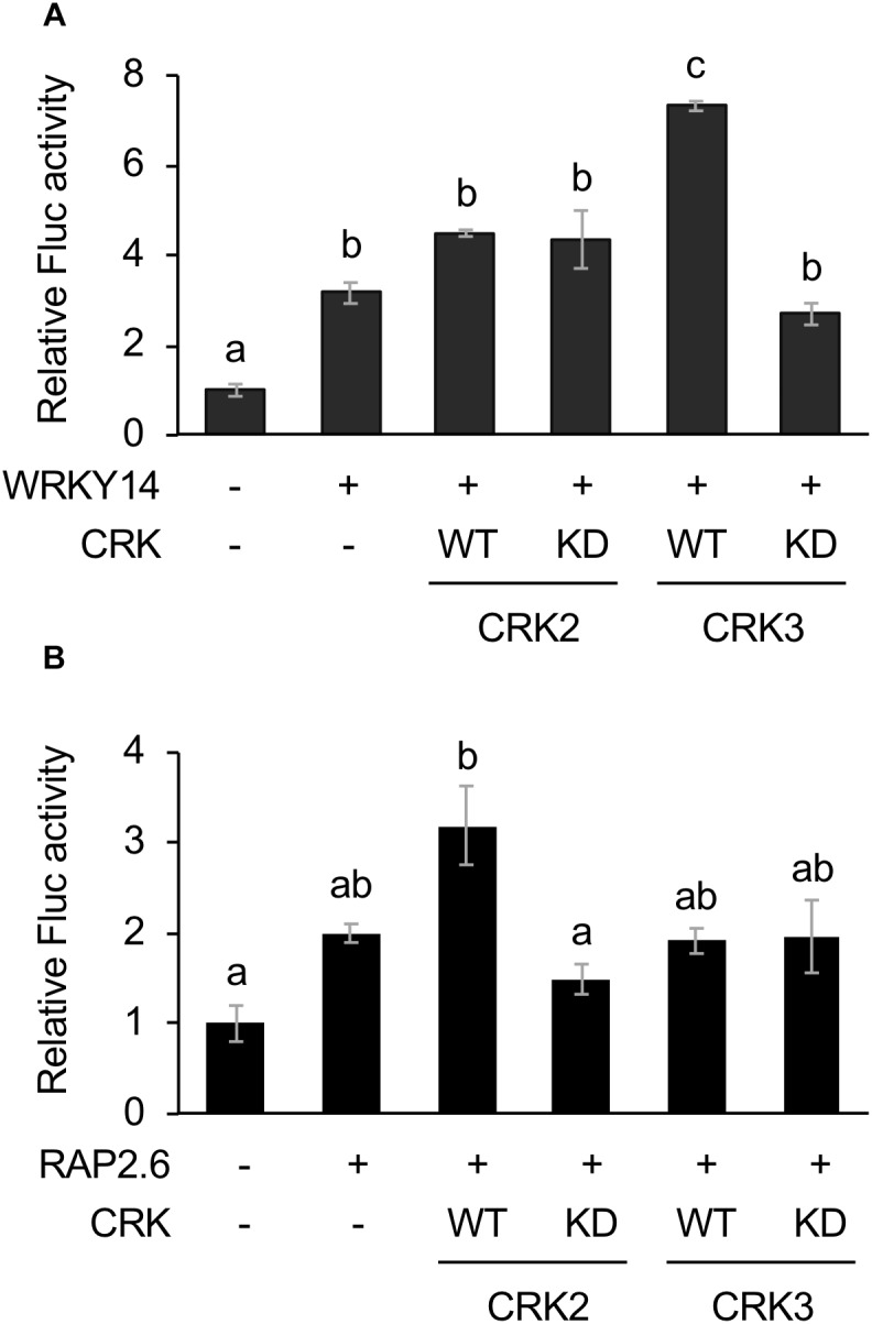 FIGURE 2