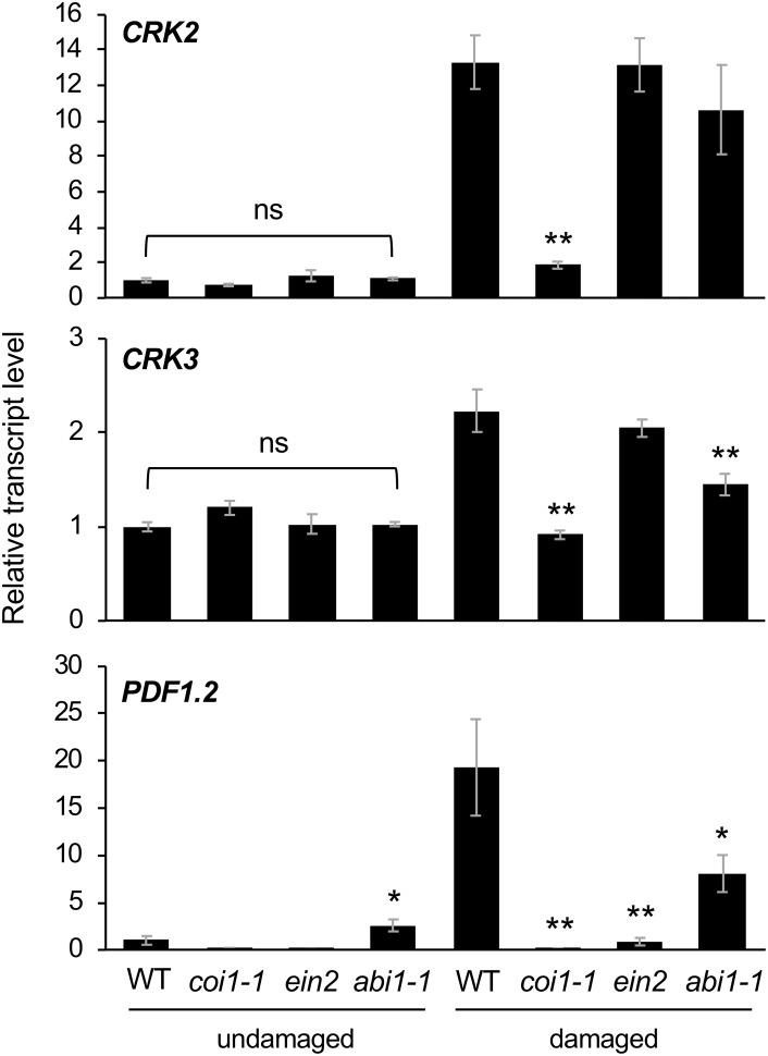 FIGURE 5