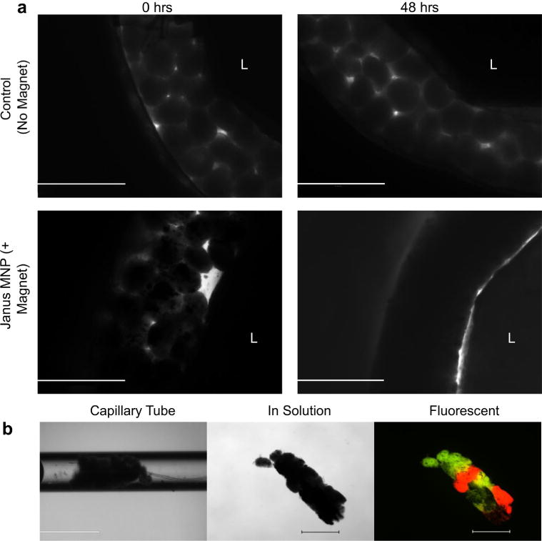 Fig. 7