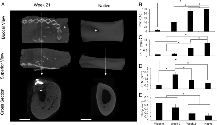 Fig. 7.