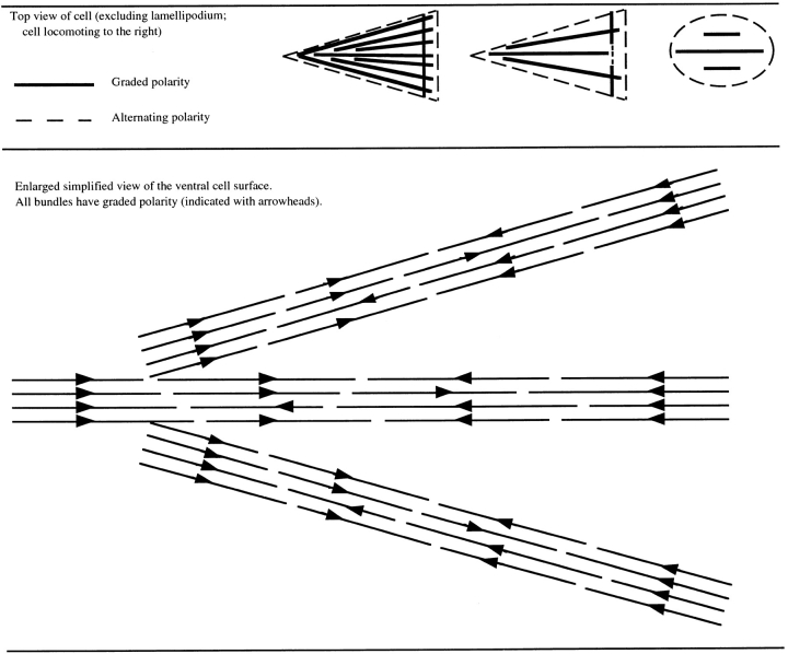 graphic file with name JCB.cramerT.2.jpg