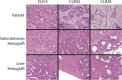 Figure 2—figure supplement 2.