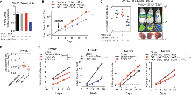 Figure 5—figure supplement 1.