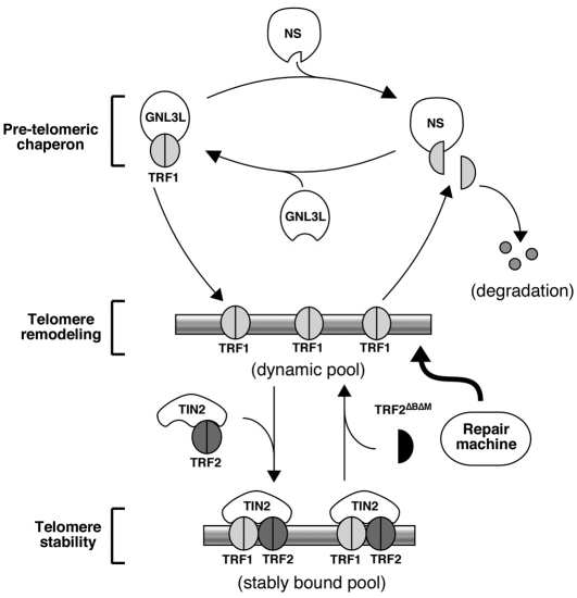 Fig. 8.