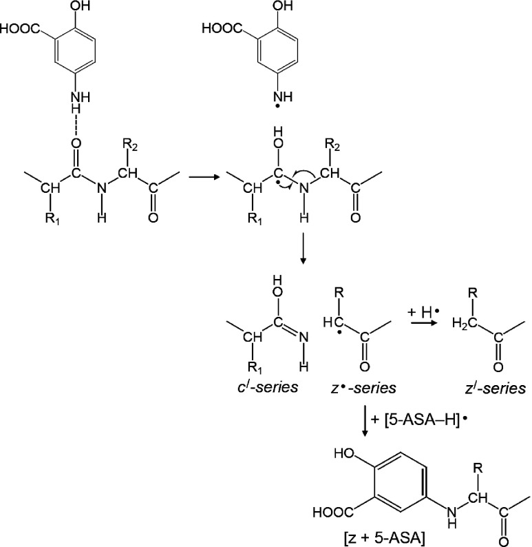 Scheme 4. The mechanism of MALDI-ISD via hydrogen attachment.