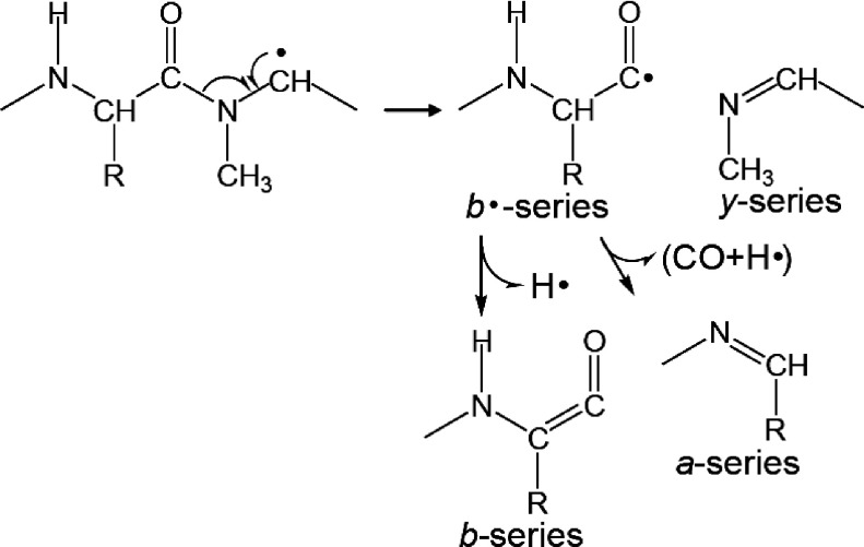 Scheme 10. Peptide bond cleavage at Xxx–Sar.