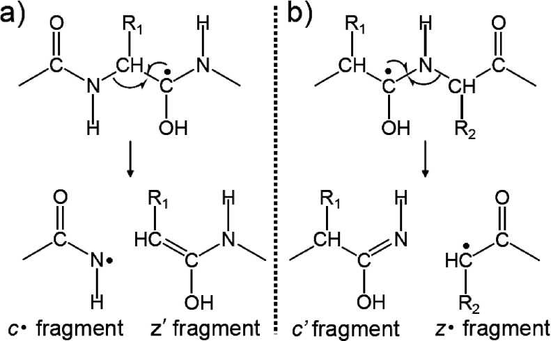 Scheme 3. The formation of (a) c·/z′ and (b) c′/z· fragment pairs originated from the cleavage of N–Cα bonds.