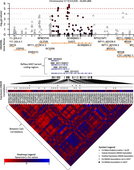 Figure 3 comprises of a Manhattan plot of Cd meta-analysis negative log sub 10 p-values surrounding the GAS7 gene, associations with p-values less than 1.0 times 10 super negative 5 are indicated with an asterisk (*), Ensembl annotations and RefSeq IDs for GAS7 variants, a heatmap of Spearman correlations between GAS7 CpG sites, and indicators of positive (+) or negative (−) correlations between DNAM and GAS7 expression for those with Spearman correlation p-values < 0.05.