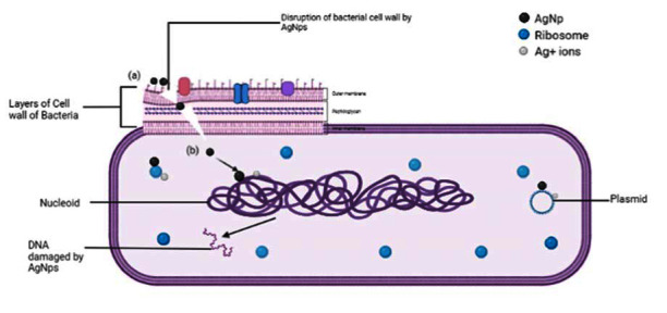 Figure 13