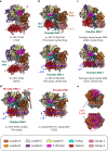 Figure 1—figure supplement 4.