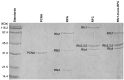 Figure 4—figure supplement 1.