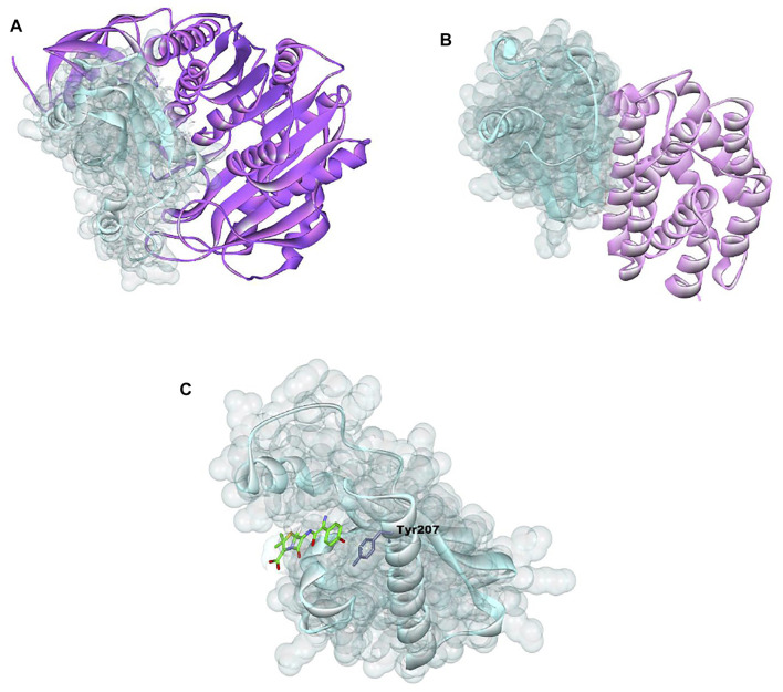 FIGURE 7