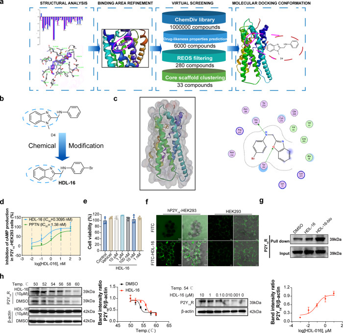 Targeting P2Y14R protects against necroptosis of intestinal epithelial ...