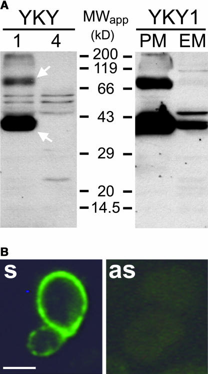 Figure 9.