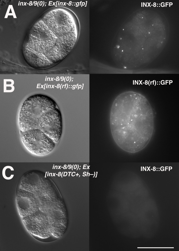 Figure 2—figure supplement 1.