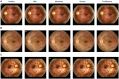 Fig 7