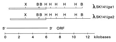 FIG. 1