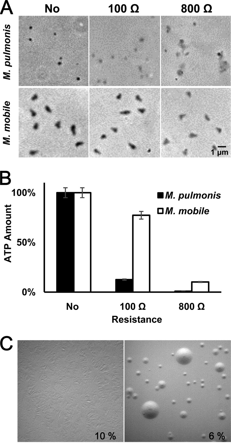 FIG 2