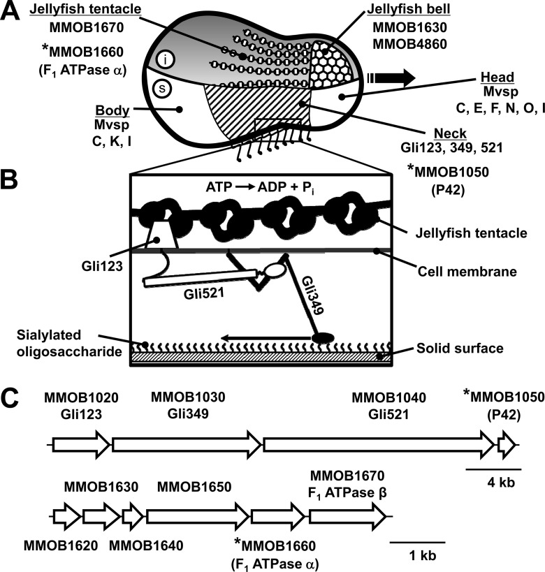 FIG 1