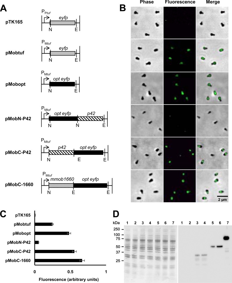 FIG 3