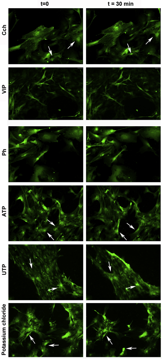 Figure 5