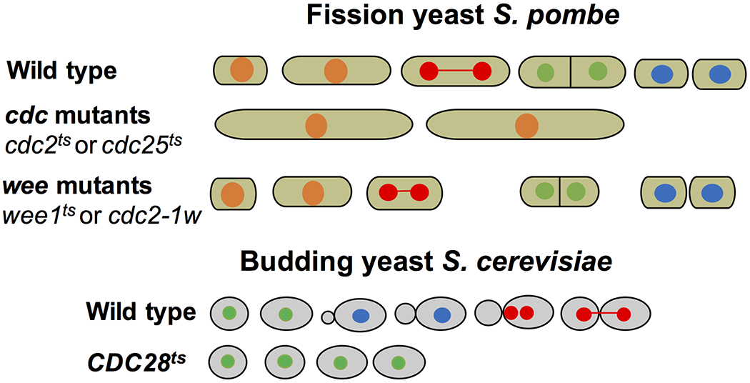 Figure 9.