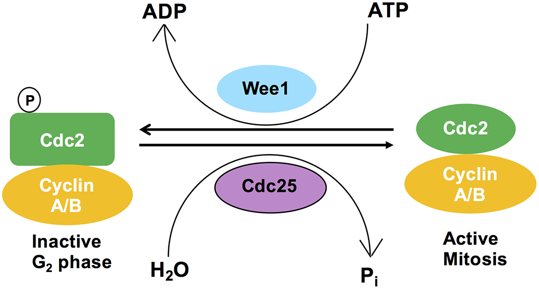 Figure 11.