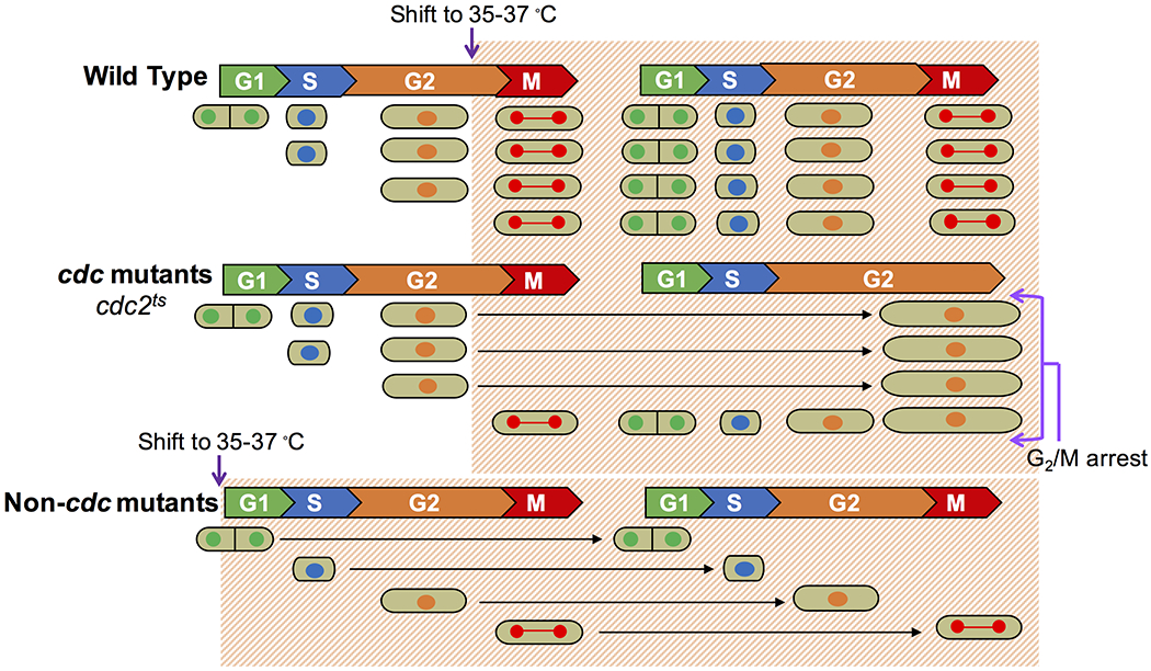 Figure 10.