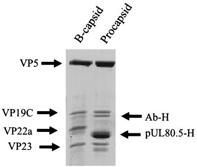 FIG. 7