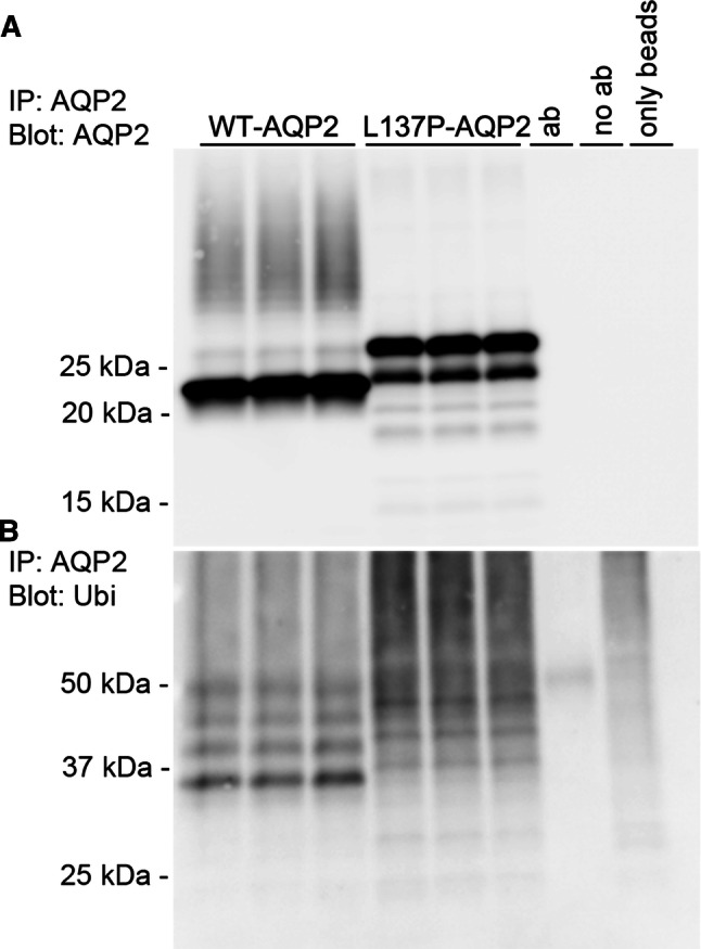 Fig. 6