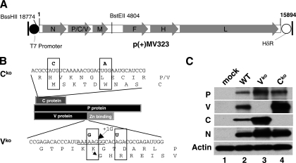 FIG. 1.