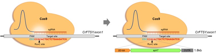 FIGURE 1