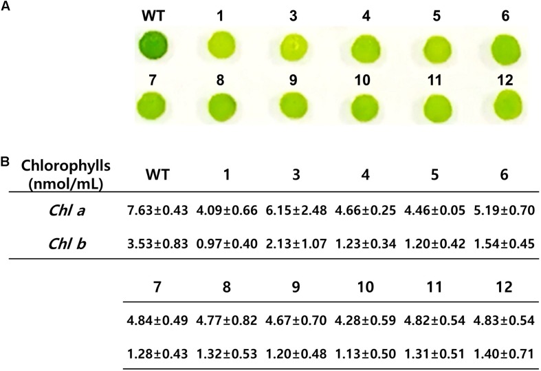 FIGURE 4