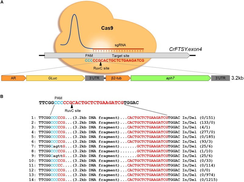 FIGURE 2