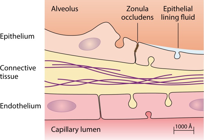 FIG 1