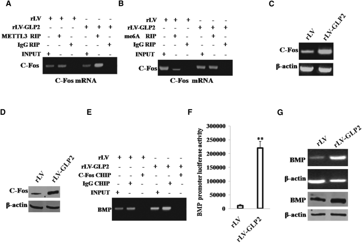 Figure 6