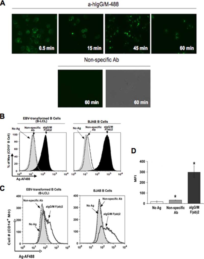 FIGURE 1