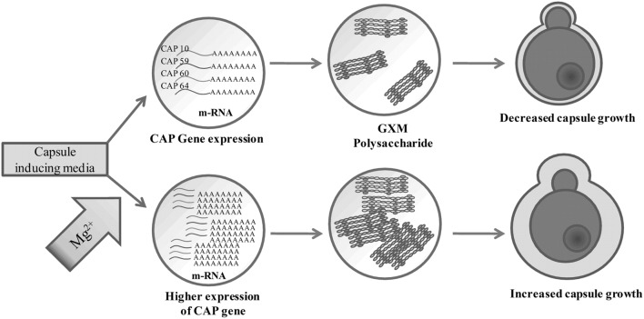 FIGURE 11