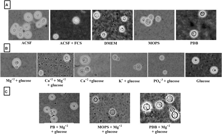 FIGURE 7