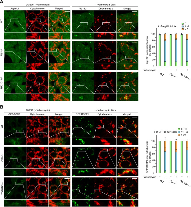 Figure 2—figure supplement 6.